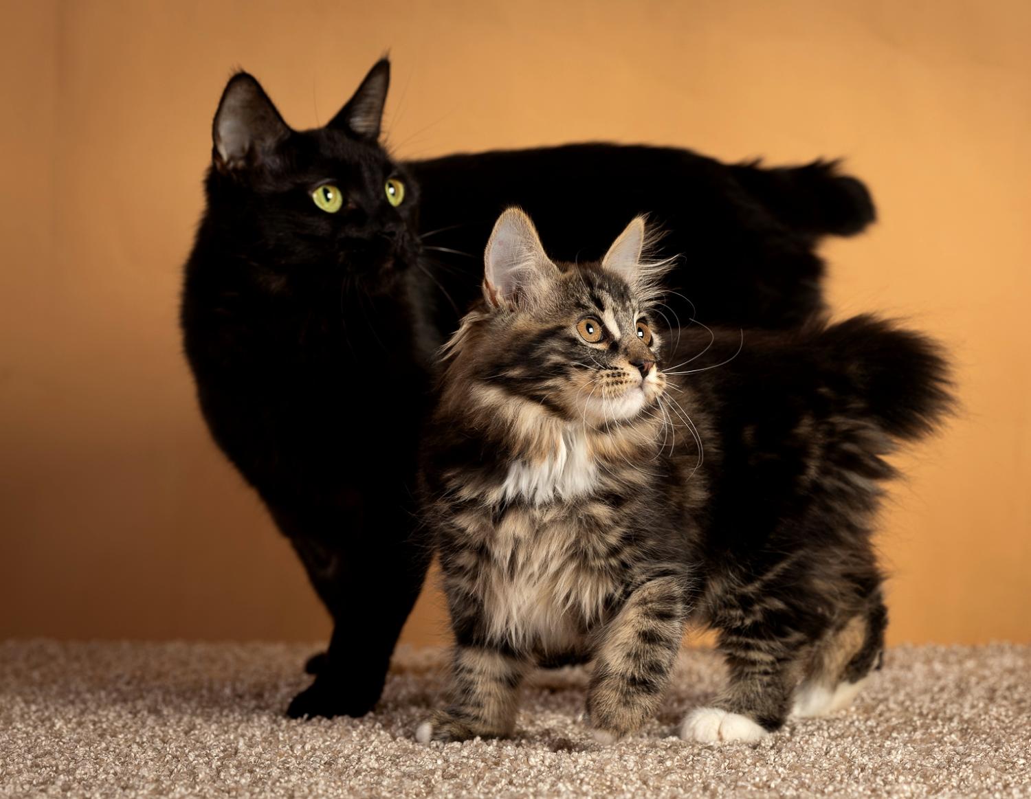 Курильский бобтейл кошка