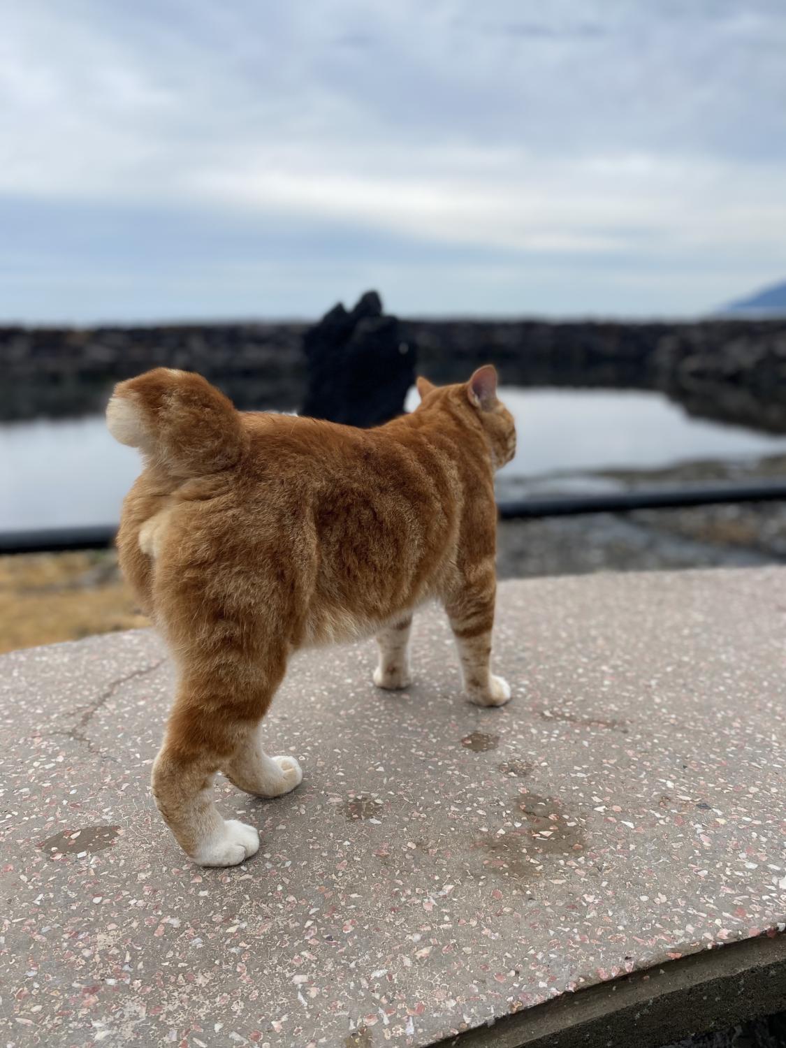 Курильский бобтейл кошка