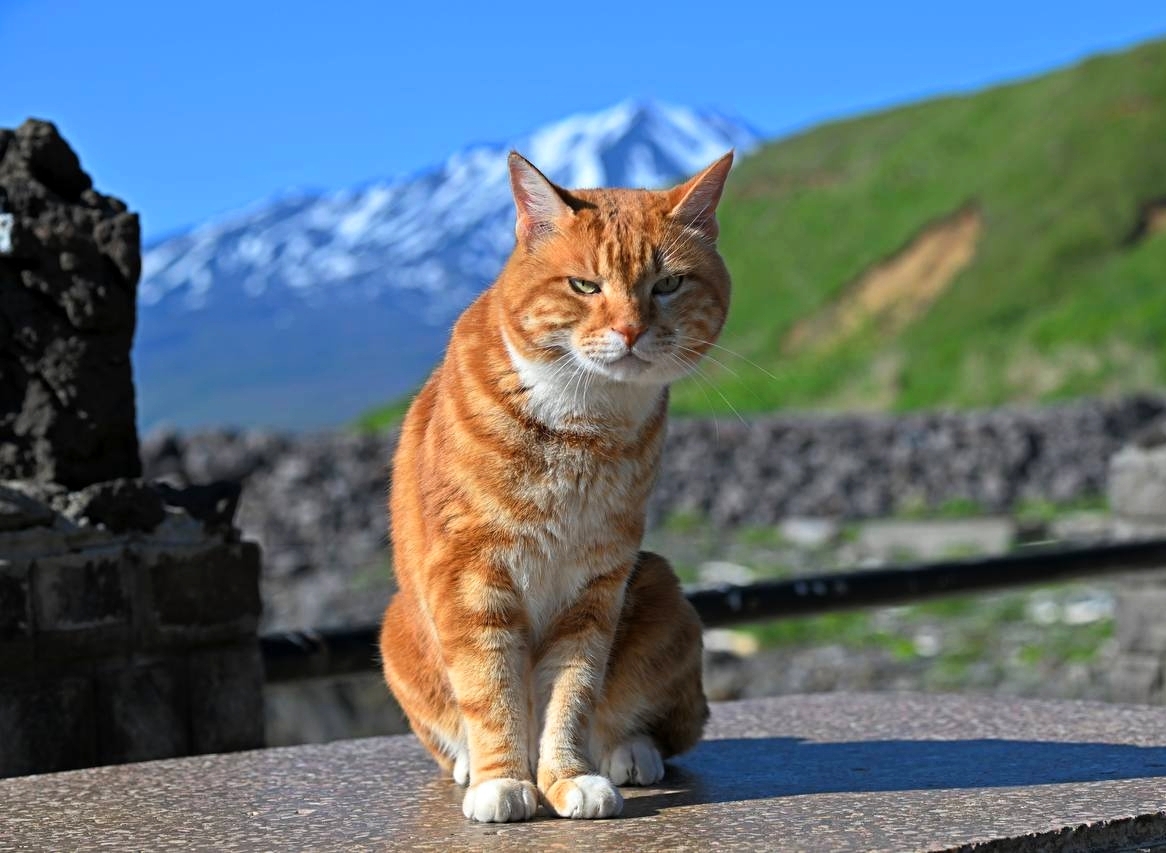 Курильский бобтейл кошка