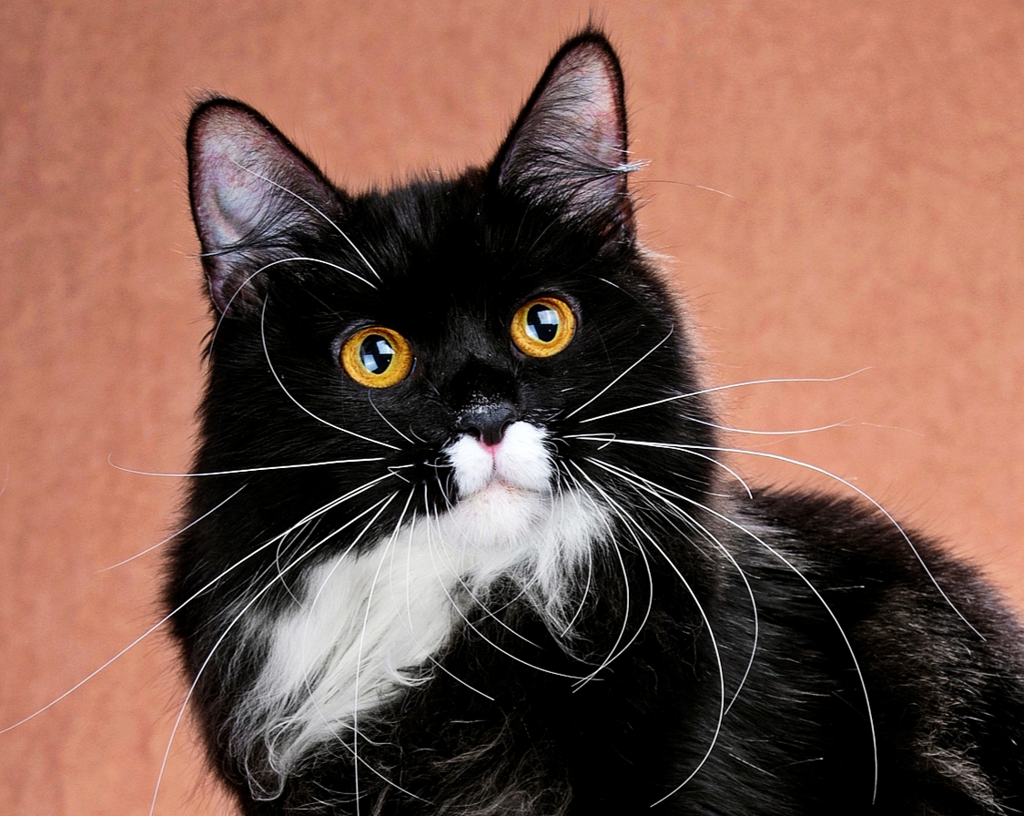 Курильский бобтейл кошка