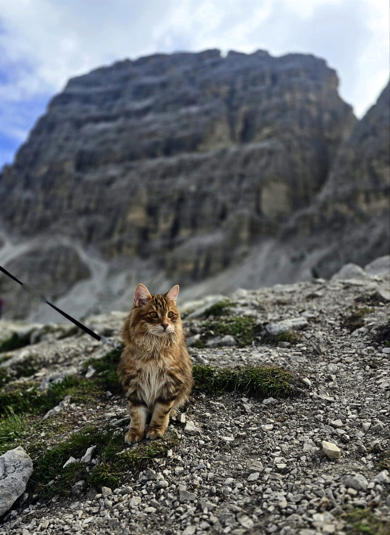 Кот курильский бобтейл