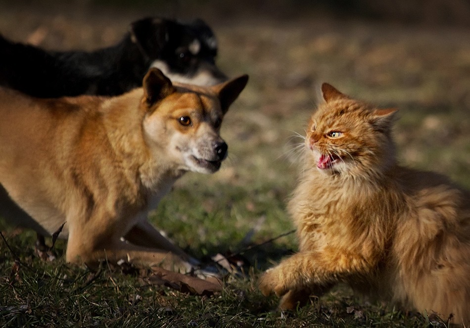 кошки и собаки